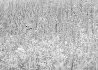 Apparition