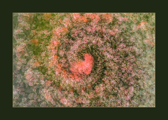 Fire Bird Awakening