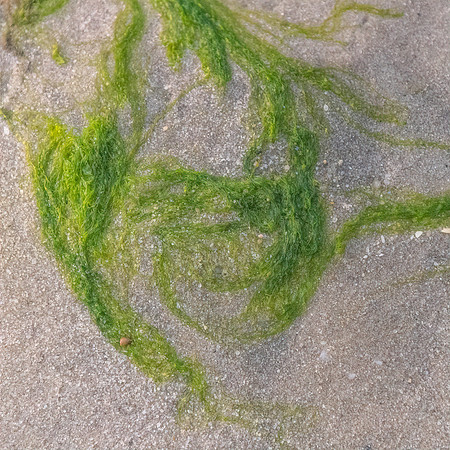 Mermaid Musing