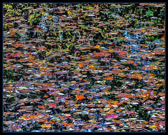 Leaves in Canal