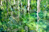 Green Dream