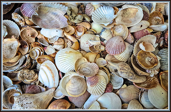 She Sells Seashells