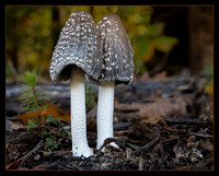 Fairyland