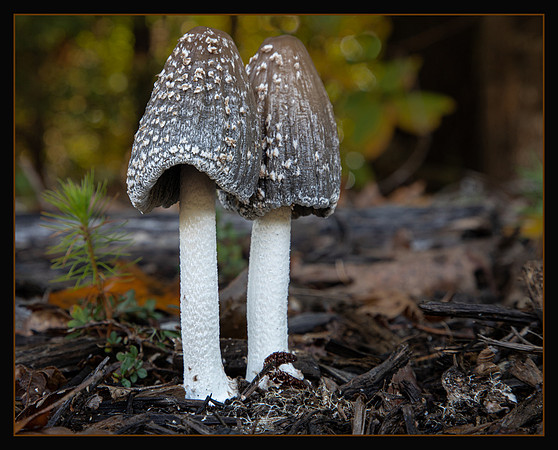 Fairyland