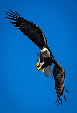The Hunter