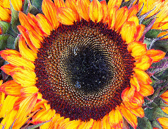 Sunflower