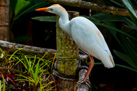 Cattle Egret