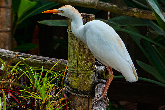 Cattle Egret
