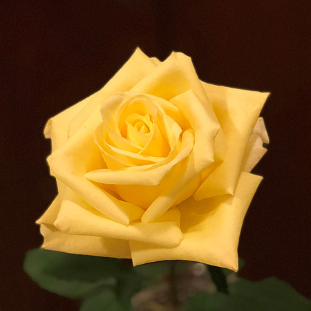 Yellow Rose of Hawaii