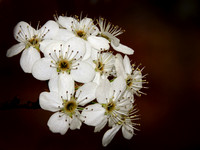 Bradford Pear Blossoms