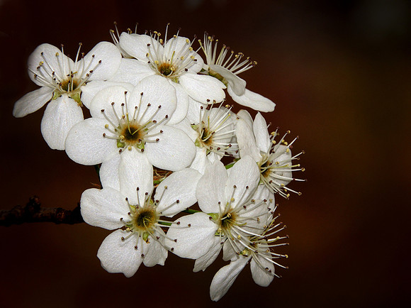 Bradford Pear Blossoms