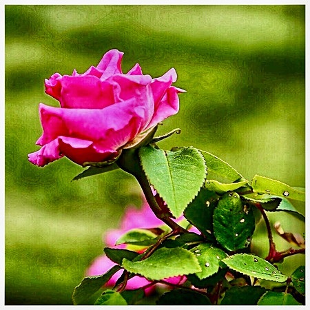 A Rose for Valentine