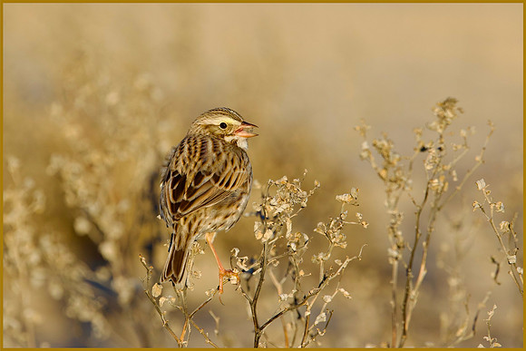 Savannah Sparrow Sunrise