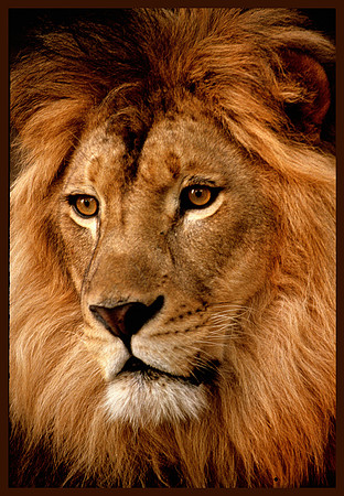 King of Beasts