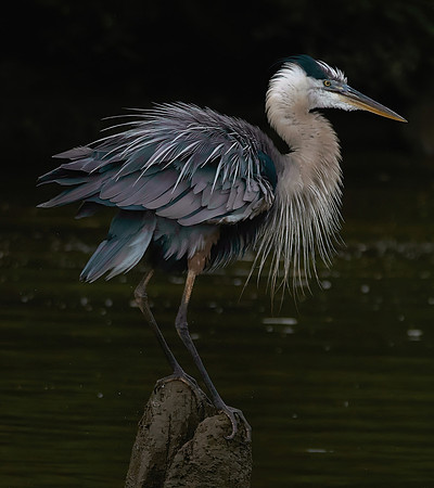 Great Blue Heron
