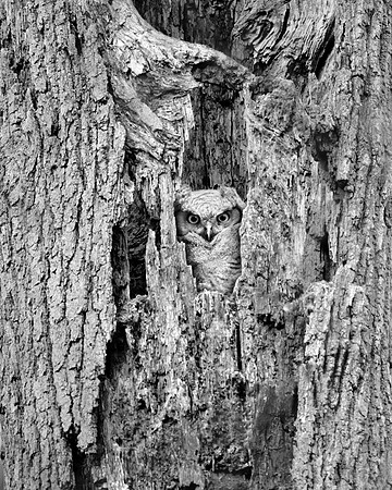 Great Horned Owl