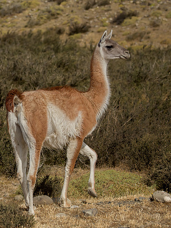 Guanaco Alert for Puma