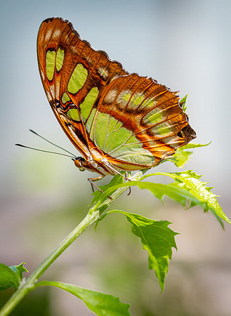 Malachite Butterfly