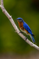 Bluebird In My Heart