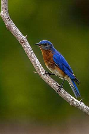 Bluebird In My Heart