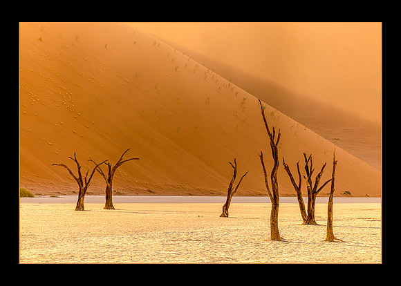 Simply trees at Deadvlei