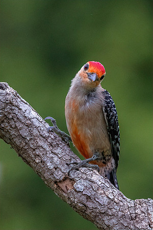 Passionate Pecker