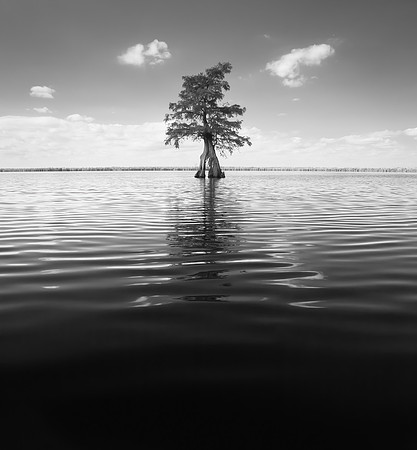 Lake Drummond Bald Cypress