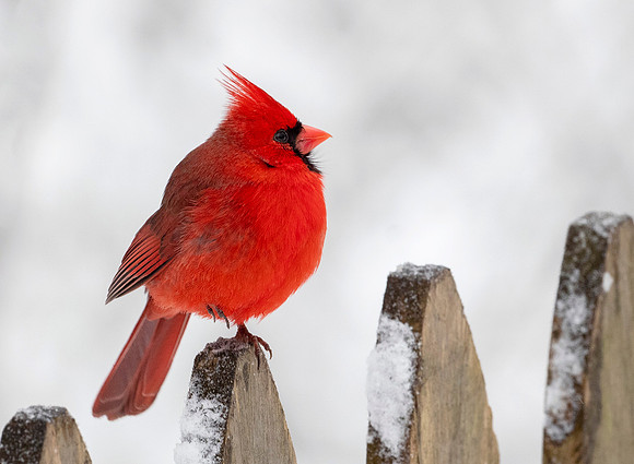 Cold-footed Cardinal