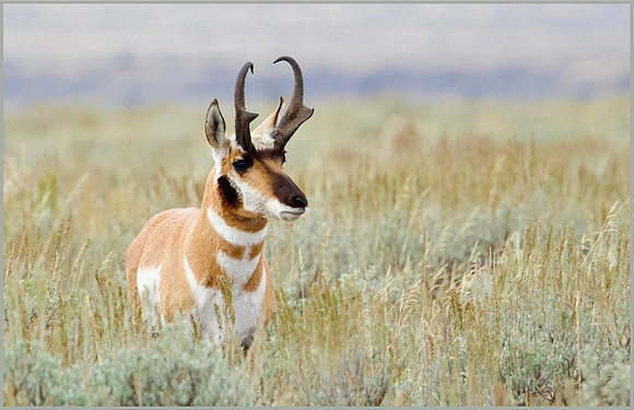 Pronghorn in Sagebrush