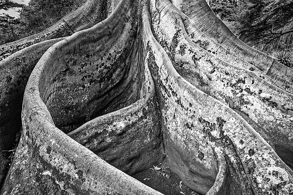 Roots