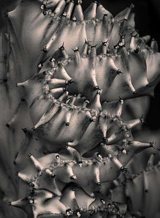 Ghost Cactus