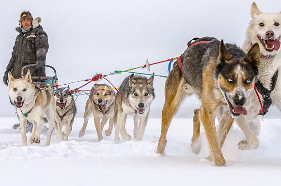 Mushing