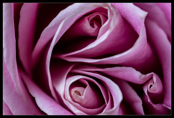 Shape of my Heart