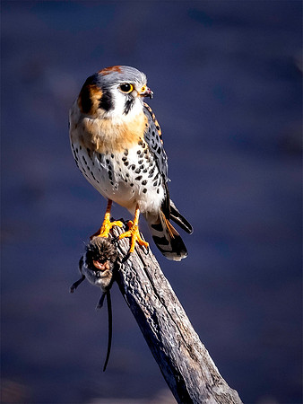 Kestrel with Lunch