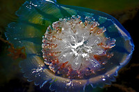 Big Jelly
