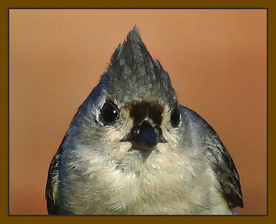Birds Inc CEO Head Shot
