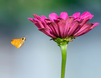 Attracted Pollinator