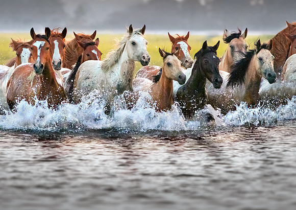 Sunrise Stampede