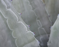 Blue Agave