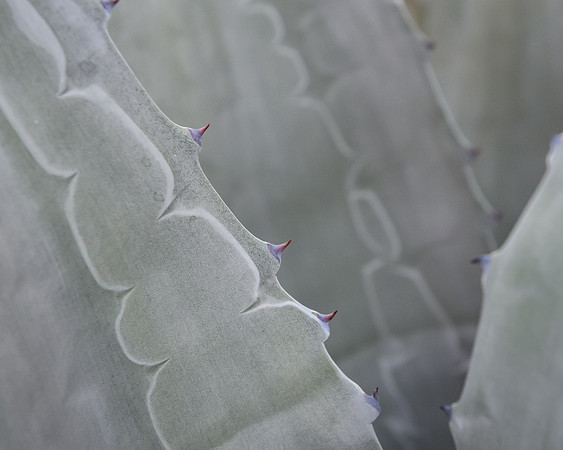 Blue Agave