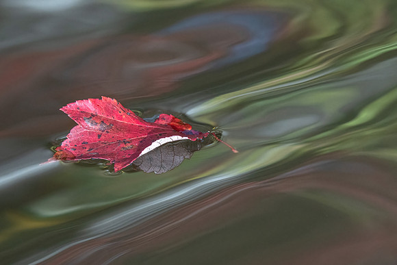 Floating on Ripples