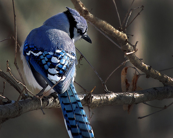 Blue Jay in Royal Plumage