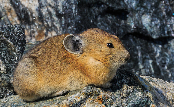 'C' the Pika
