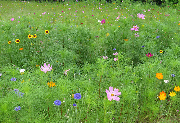 Wildflower Meadow