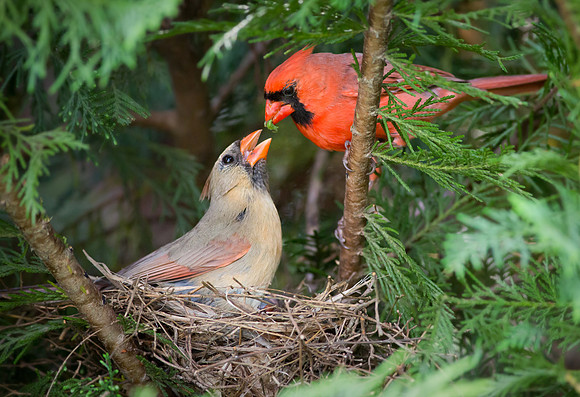 Shared Parenting