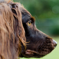 Boykin Profile