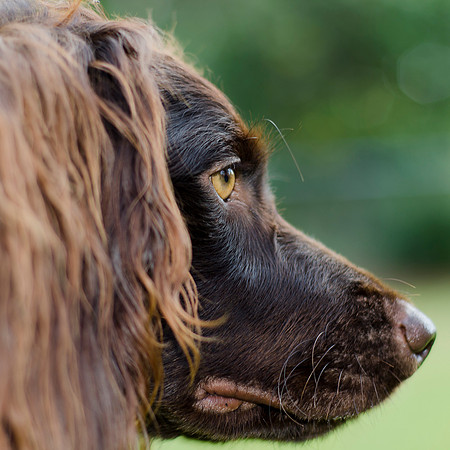 Boykin Profile