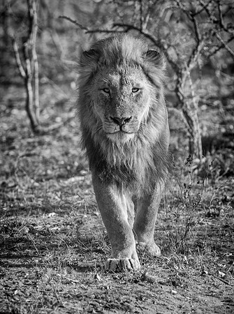 The King