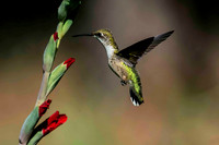 Flying Beauty