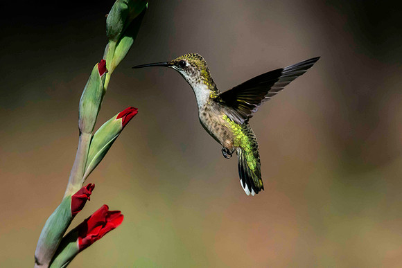 Flying Beauty
